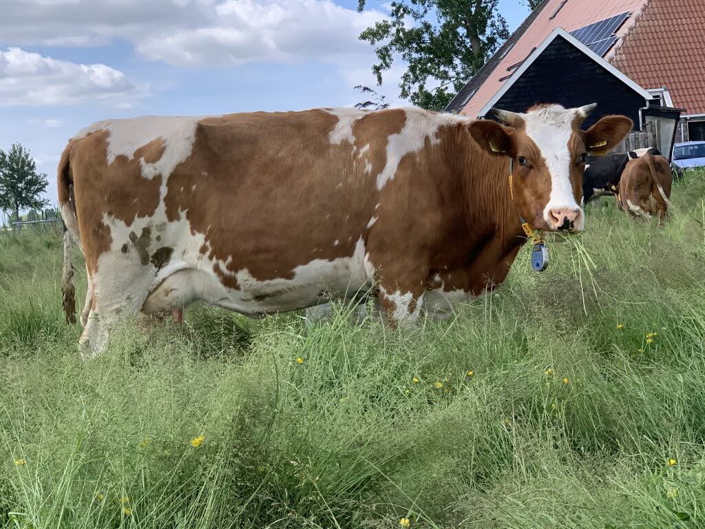 Tevreden etende koe