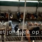 Al het jongvee op stal