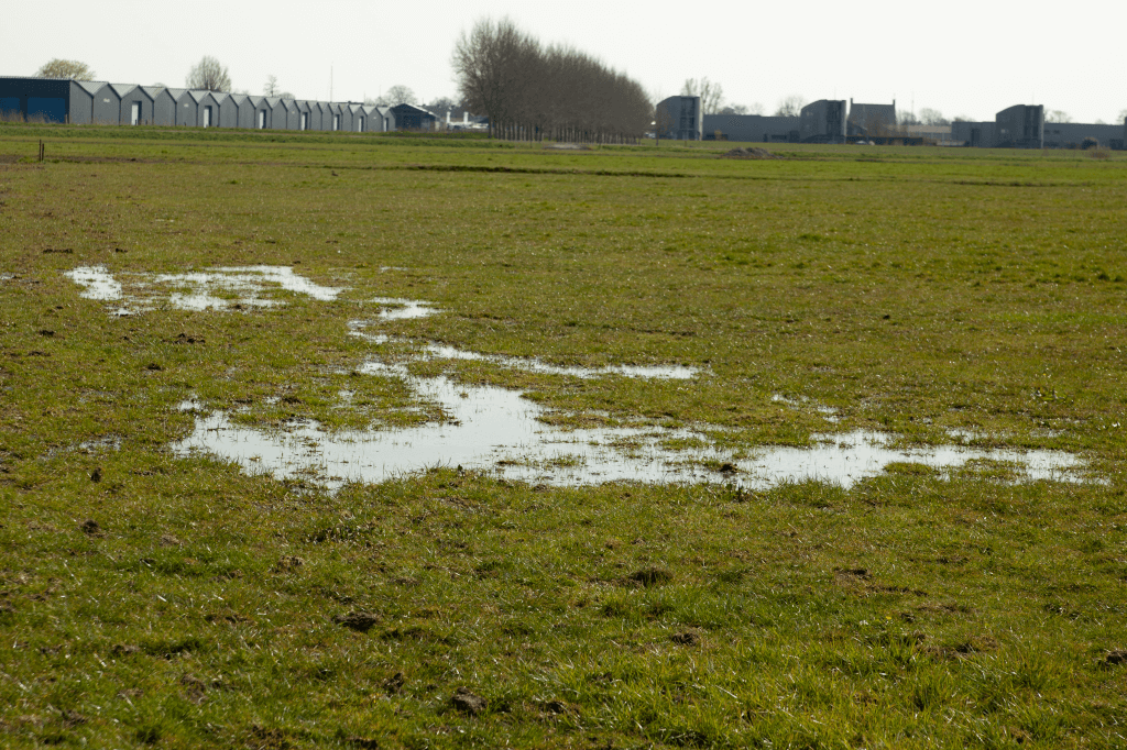 Natte voeten in de wei