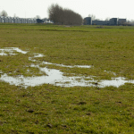 Natte voeten in de wei