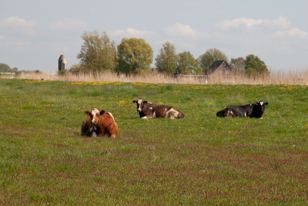 Koeien in het voorjarsgras