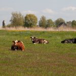 Koeien in het voorjarsgras